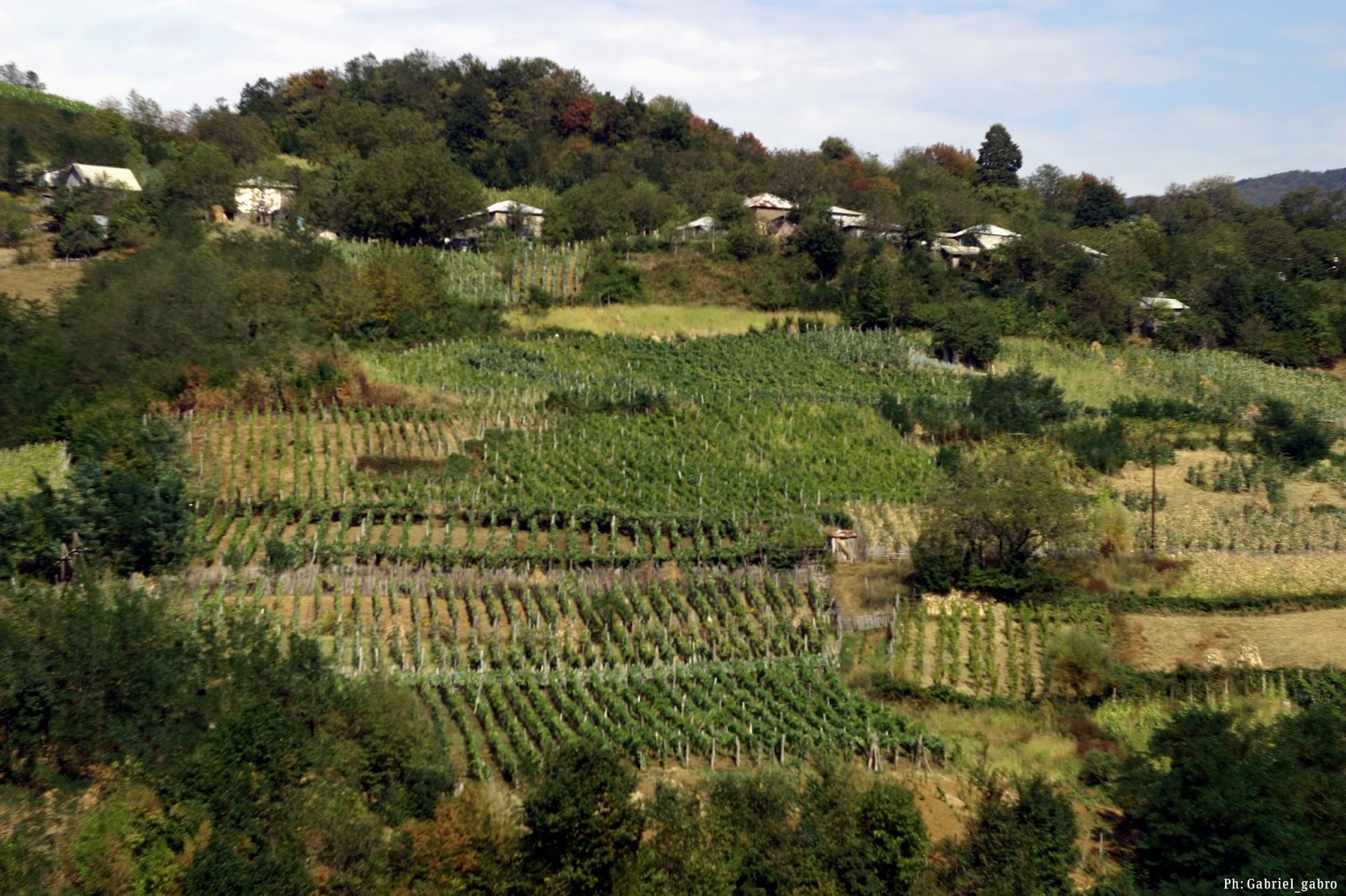 Famous Usakhelouri – The unique species of Georgian vine geotv.ge